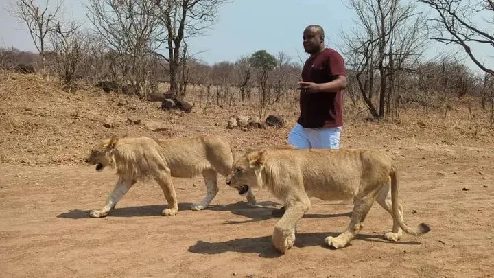 Noble Land Africa Safaris big cat encounter